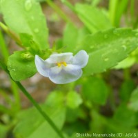 Bonnaya antipoda (L.) Druce